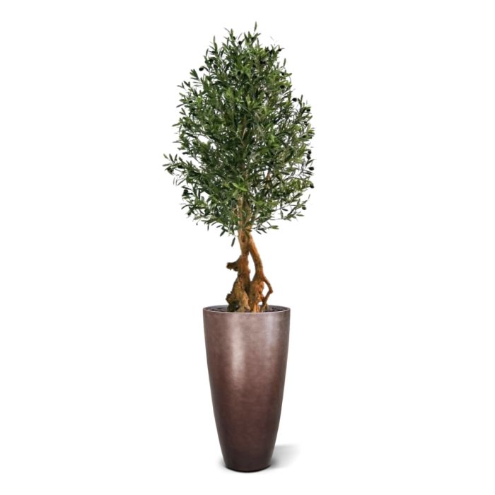 Special artificial Olive Bonsai tree 150cm, Maxifleur artificial trees