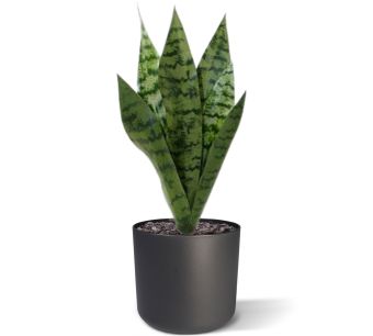 cameleon zz plant Zamioculcas 'Chameleon' | Rare Yellow ZZ Plant