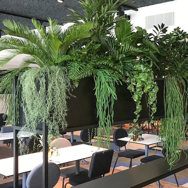 Artificial Canteen Plants | Looks just like Genuine | Maxifleur
